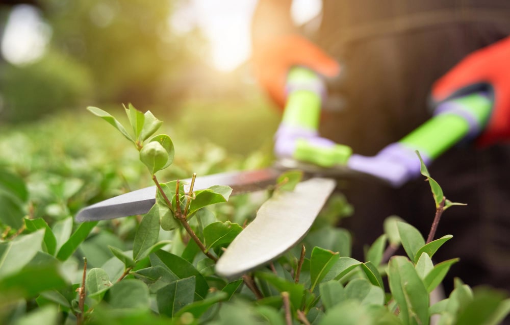 Gartenbau-Branche-neu